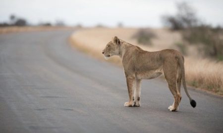Lion errant sur la route