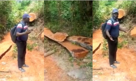 [REPORTAGE] Pillage de la forêt classée de Tendouck: les risques d’un autre Boffa-Bayotte plane dans le Blouf