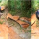 [REPORTAGE] Pillage de la forêt classée de Tendouck: les risques d’un autre Boffa-Bayotte plane dans le Blouf
