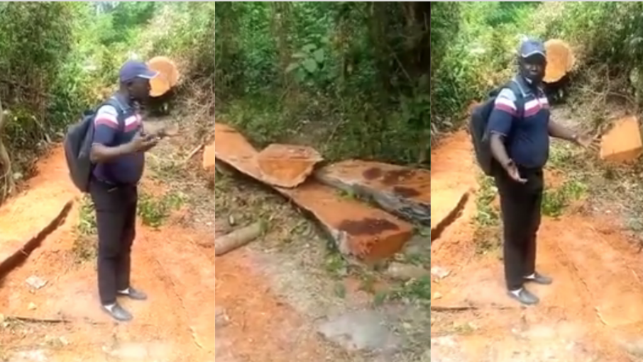 [REPORTAGE] Pillage de la forêt classée de Tendouck: les risques d’un autre Boffa-Bayotte plane dans le Blouf