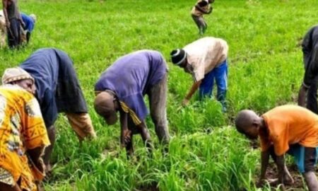 Kaolack : lancement d'un nouveau projet pour renforcer la production du riz