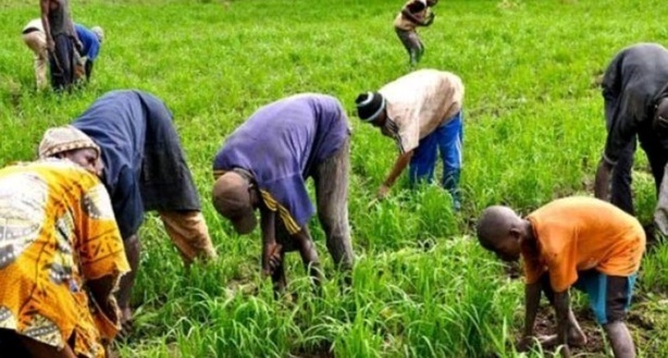 Kaolack : lancement d'un nouveau projet pour renforcer la production du riz