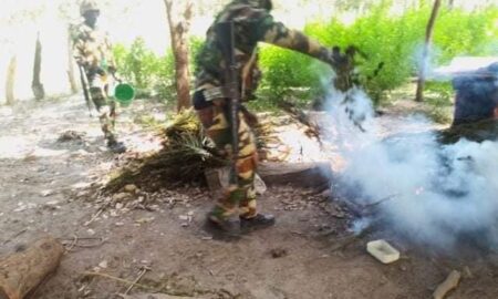 Djibidione : plusieurs champs de chanvre indien détruits par l'Armée nationale