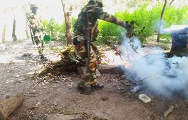 Djibidione : plusieurs champs de chanvre indien détruits par l'Armée nationale