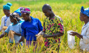 Podor : le chef du service départemental de l’Agriculture craint une période difficile