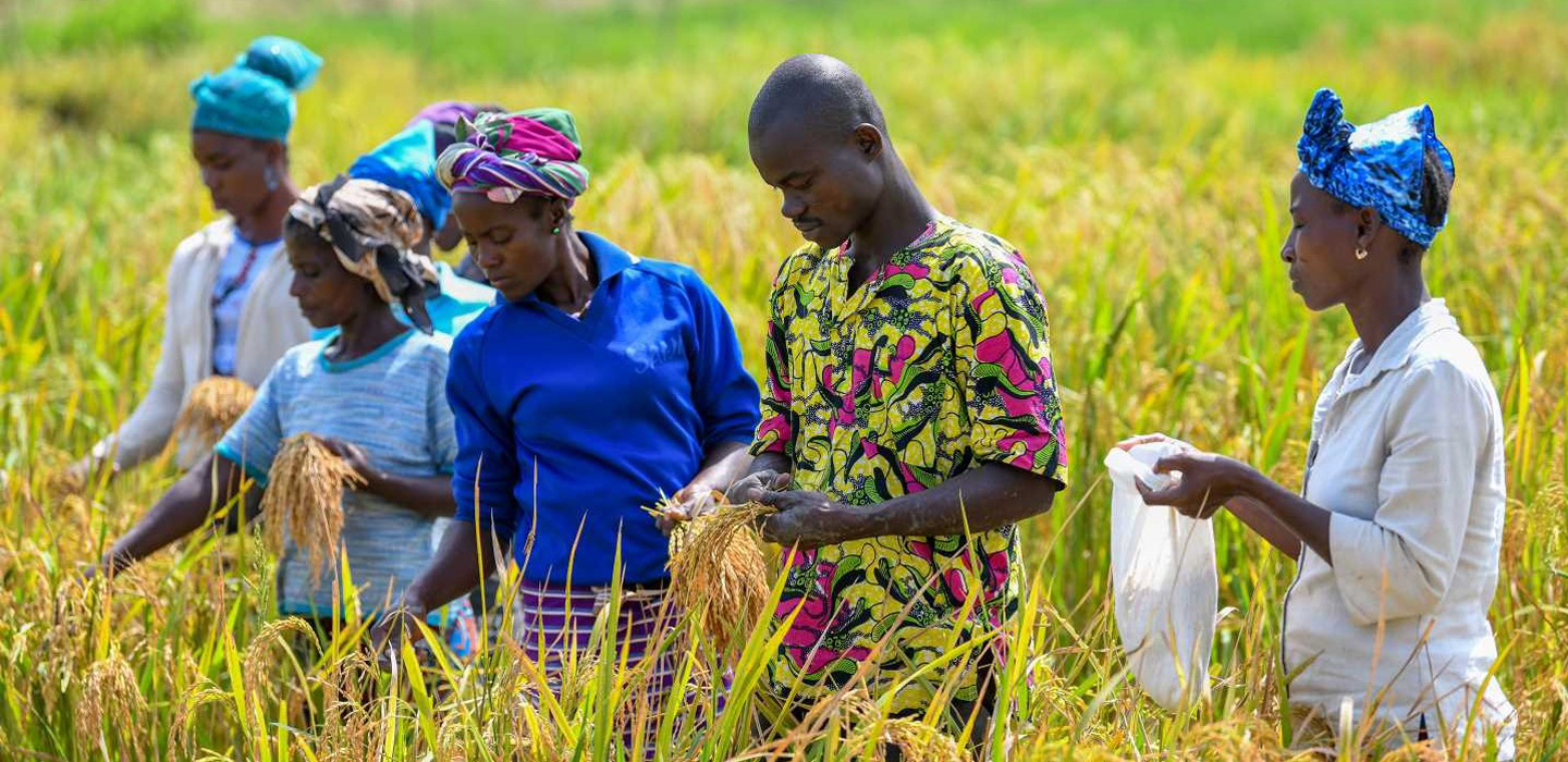 Podor : le chef du service départemental de l’Agriculture craint une période difficile