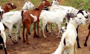 Darou Mousty : après le vol de son troupeau de chèvres, une vieille dame pique une crise et meurt