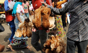 [Reportage] Kaolack : rareté et cherté du poulet à l'approche de la Korité