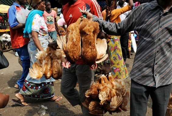 [Reportage] Kaolack : rareté et cherté du poulet à l'approche de la Korité