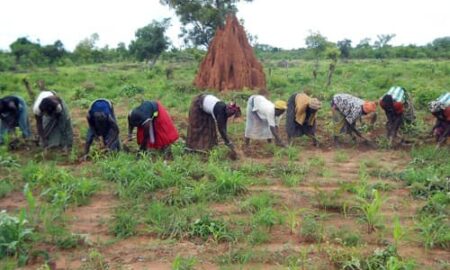 Risque de famine à Koutal Malick Ndiaye : les populations réclament des terres cultivables