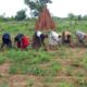 Risque de famine à Koutal Malick Ndiaye : les populations réclament des terres cultivables