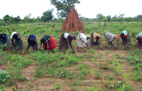 Risque de famine à Koutal Malick Ndiaye : les populations réclament des terres cultivables