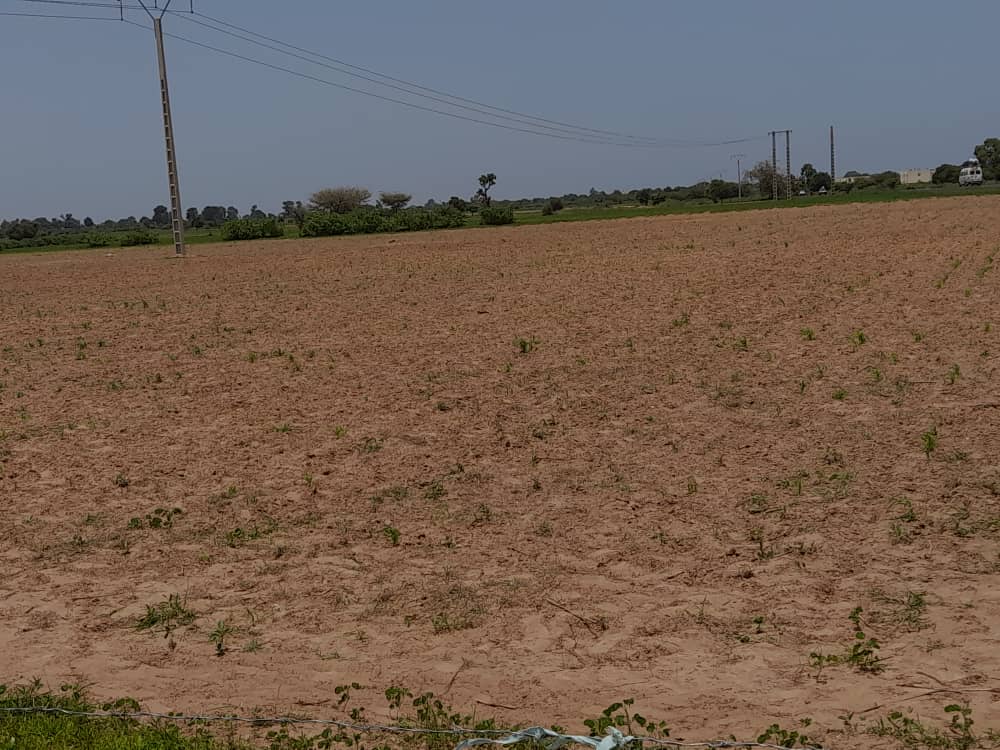 Latmingué : implantation d'un marché à bétail moderne d'une valeur de 58 millions à Thiawando