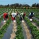 [Tribune] Fermes agricoles publiques : défi de l'emploi et du revenu ? -Par Samba Ndiaye