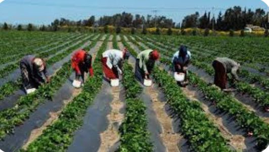 [Tribune] Fermes agricoles publiques : défi de l'emploi et du revenu ? -Par Samba Ndiaye