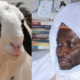 Tabaski 2022 : Cheikh Mahy Cissé distribue 400 moutons aux nécessiteux