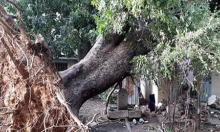 Keur Saloum Diané : une adolescente de 13 ans tuée par la chute d'une branche d'arbre