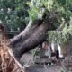 Keur Saloum Diané : une adolescente de 13 ans tuée par la chute d'une branche d'arbre
