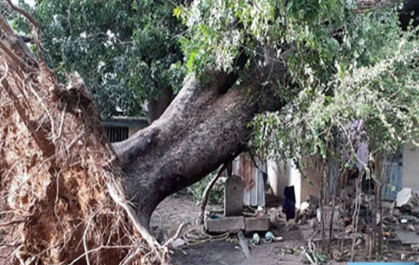 Keur Saloum Diané : une adolescente de 13 ans tuée par la chute d'une branche d'arbre