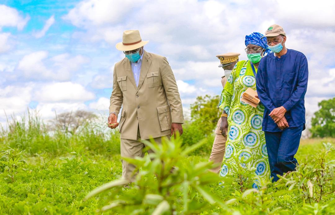 Campagne agricole : le ministre de l'agriculture et de l'équipement rural en visite à Kaolack ce vendredi