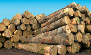 Sédhiou : une quantité importante de bois saisis dans la forêt classée de Mangaroungou
