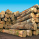 Sédhiou : une quantité importante de bois saisis dans la forêt classée de Mangaroungou