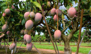 mangue senegalaise