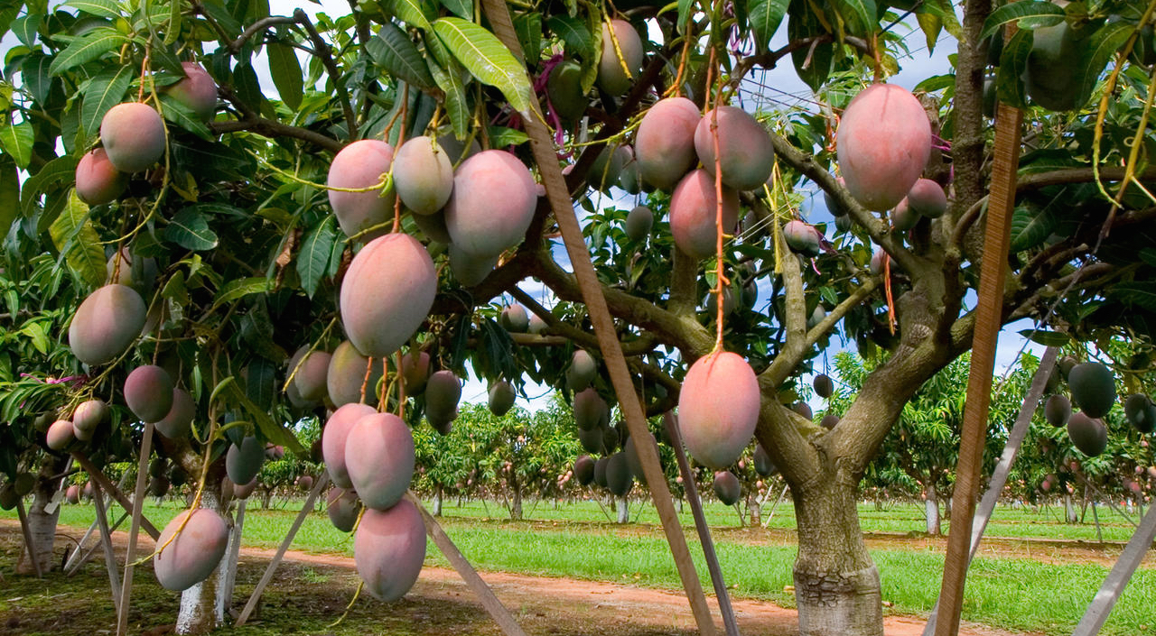 mangue senegalaise