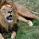 Axe Bembou-Sabodala : un lion égaré perturbe la quiétude des populations