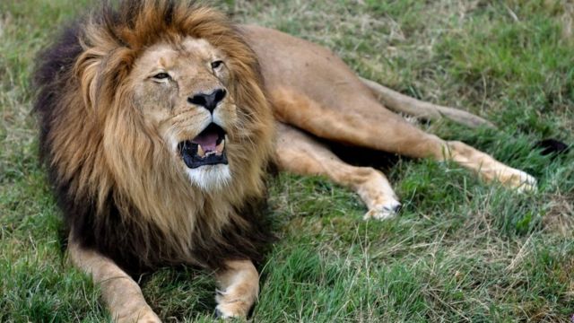 Axe Bembou-Sabodala : un lion égaré perturbe la quiétude des populations