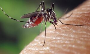 Kaolack : la commune engage une guerre contre les moustiques