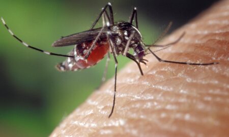 Kaolack : la commune engage une guerre contre les moustiques