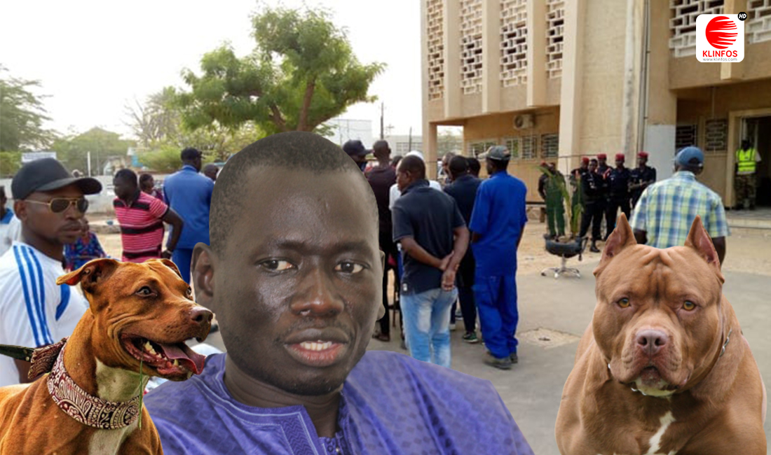 Serigne Mboup pit bull