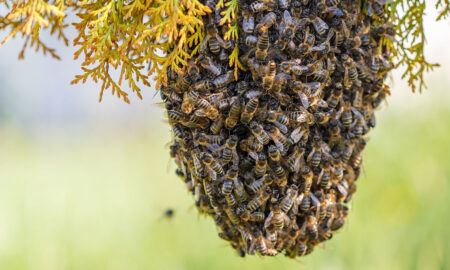 Nioro : des abeilles tuent un homme de 45 ans à Kaymor