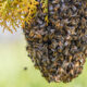 Nioro : des abeilles tuent un homme de 45 ans à Kaymor
