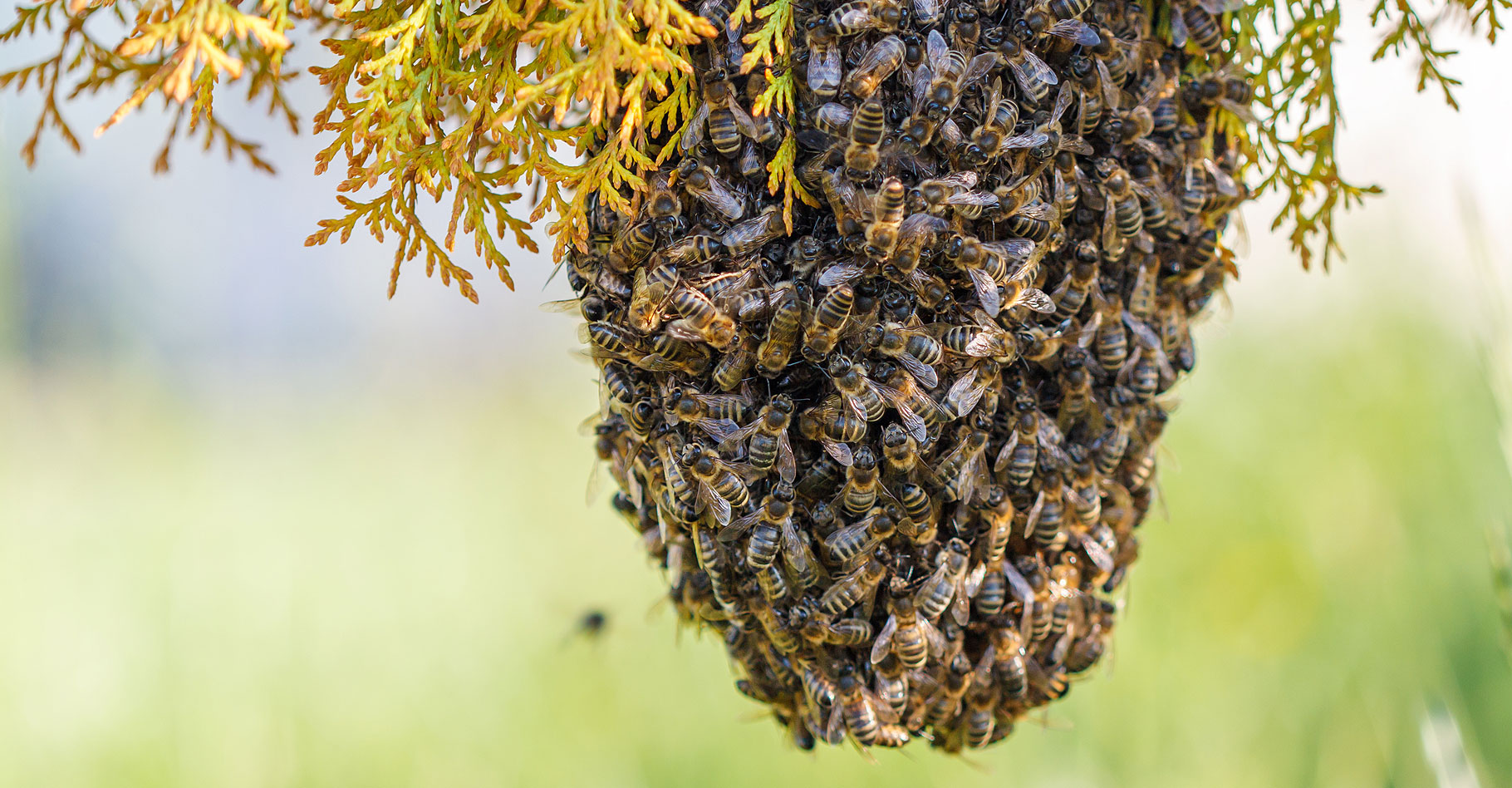 Nioro : des abeilles tuent un homme de 45 ans à Kaymor