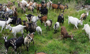 Vol de 29 chèvres à Ndoffane : deux bergers arrêtés par la gendarmerie de Kaolack