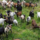 Vol de 29 chèvres à Ndoffane : deux bergers arrêtés par la gendarmerie de Kaolack