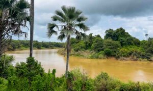 Le Parc national du Niokolo-Koba,