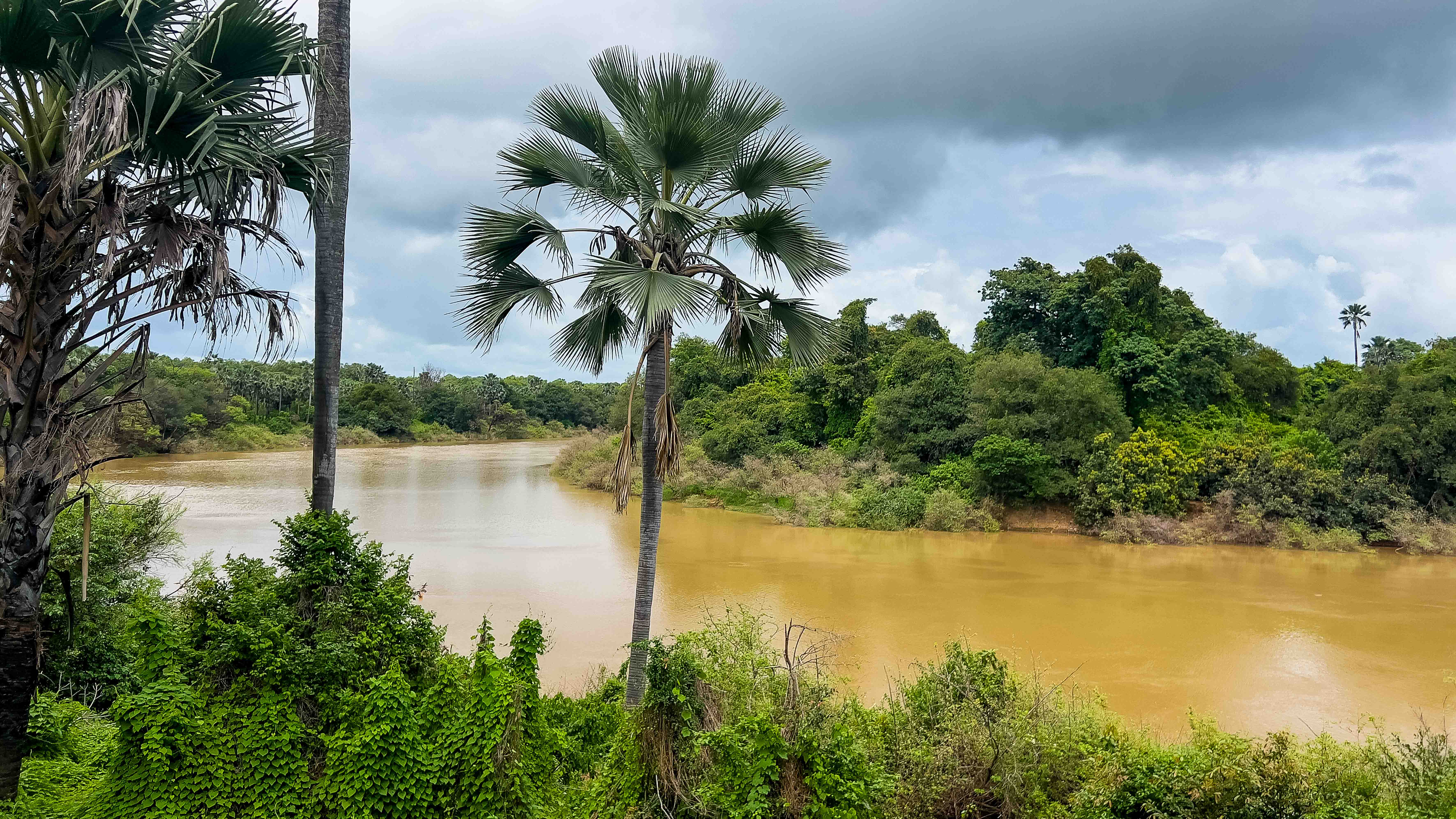 Le Parc national du Niokolo-Koba,